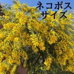ミモザ ネコポスサイズ お箱いっぱい❁¨̮切り花 ハーバリウムやスワッグ作りに♪