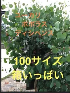 2025年最新】ユーカリ ポポラスの人気アイテム - メルカリ