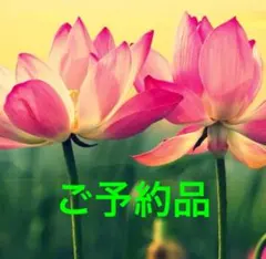 りすとくま様 リクエスト 2点 まとめ商品