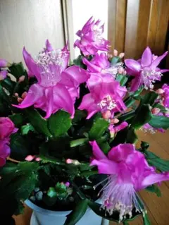 デンマークカクタス 薔薇咲き チェリー系 A　希少種のサムネイル