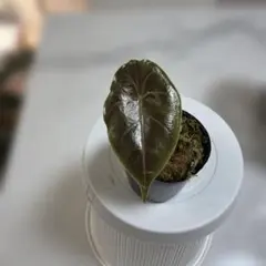 River.Labo様 リクエスト 2点 まとめ商品