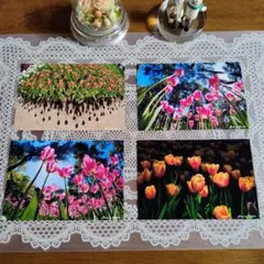 ポストカード ☆ チューリップ ☆【ハンドメイド】