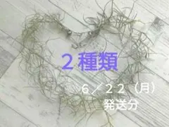 에어 플랜트 유니오이드, 2개 세트, 미디엄 리프 & 엑스트라 파인, 각 20cm