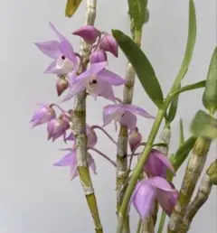 Den. hercoglossum ピンクのサムネイル