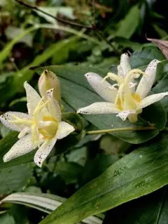 杉田二郎様 リクエスト 2点 まとめ商品