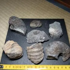 北海道産 アンモナイト化石標本 詰め合わせセット