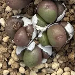 モコ♡くー様専用商品