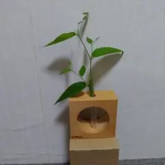 ★[高知県四万十]ヒノキの一輪挿し 試験管付き花器 壁掛け可能(新品、未使用)