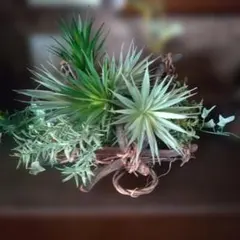 エアプランツと多肉植物のリース