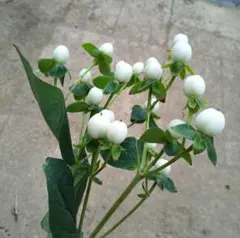 2025年最新】ヒペリカム苗の人気アイテム - メルカリ