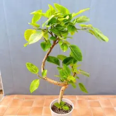 現品 フィカス ゴムの木 アルテシマ 曲がり 3番 観葉植物 インテリア
