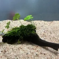 第四種郵便】南米ウィローモス活着アヌビアスキリンミニ付き流木 9cm