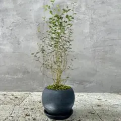 がるがる様 リクエスト 2点 まとめ商品