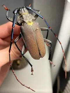 【16mm】Pelidnota sumptuosa プラチナコガネ 標本 16mm】Pelidnota sumptuosa プラチナコガネ 標本 - メルカリ