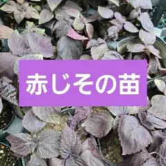 山野草・極姫ユキノシタ【B】 豆鉢/盆栽/苔テラリウム/パルダリウムに