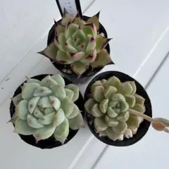 多肉植物　多肉セット　エケベリア　交配苗　黒檀エボニー　メキシコミニマ　だるま