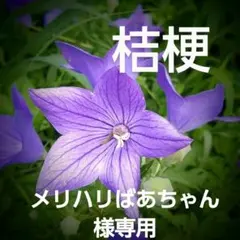 メリハリばあちゃん様専用キキョウの根っこ 20本 昔ながらの1m位になるの品種