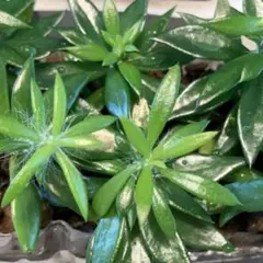 キリンウチワ 抜き苗 3株 サボテンのサムネイル