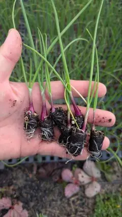 まなぶ様専用　レッドアロー1000本、ホワイトベアー1000本