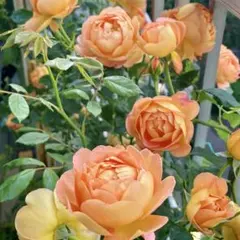 bisco様 リクエスト 2点 まとめ商品