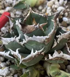 特選！アガベ　チタノタ　オテロイ　冰雹　ブツブツ　裏棘　内棘　7 特選！アガベ チタノタ オテロイ 冰雹 ブツブツ 裏棘 内棘 7