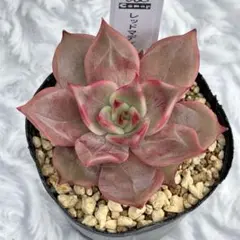 2025年最新】レッドマディバの人気アイテム - メルカリ