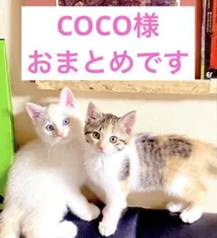 COCO様 リクエスト 3点 まとめ商品