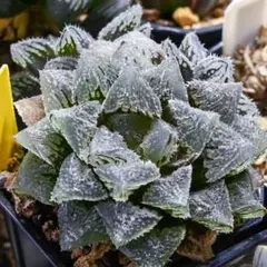 2025年最新】魔剣 ハオルチアの人気アイテム - メルカリ