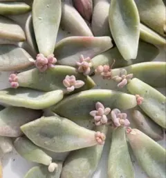 多肉植物 桜牡丹 葉挿し ➕ おまけのサムネイル