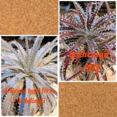 うに様 リクエスト 3点 まとめ商品