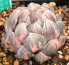 微根発根済‼️極上班‼️多肉植物 ハオルチア オブツーサ錦 水中月錦 抜き苗２０１