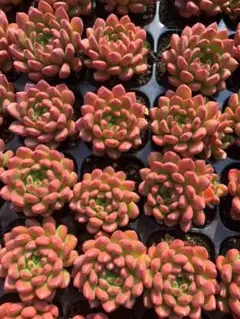 Top【選抜株】多肉植物 25886ホワイトフェニックス 16個 鉢無し/脱土