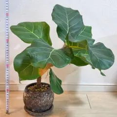 フィカスカシワバゴム⭐️曲がり⭐️大型⭐️観葉植物 フィカスカシワバゴム⭐️曲がり⭐️大型⭐️観葉植物 - メルカリ