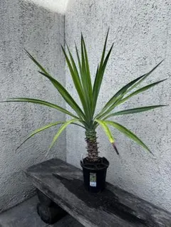 て*う様 ユッカ レクルビフォリア ペンデュラ ダブルヘッド 特大株 幹
