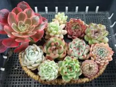 【限定超得Sale】品種いろいろセット⑥★抜き苗★エケベリア★多肉植物★寄せ植え