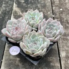 mamachan 様専用❗️300 パープルクリスタル　抜き苗　4苗セット❣️