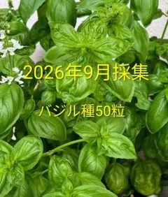 バジルの種　自家採種　50粒（2026年9月採取）無農薬