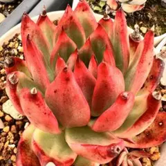 紅相根付き抜き苗多肉植物エケベリア