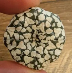 carcass様 リクエスト 2点 まとめ商品