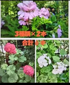 ゼラニウム3種×２本 6本 レッド ピンク ホワイト ローズゼラニウム 挿し穂のサムネイル