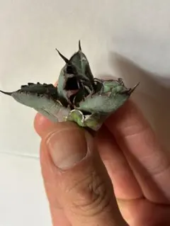 satorin.lab shop様 リクエスト 2点 まとめ商品