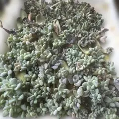 メルカリ便） 多肉植物 葉挿しセット⑧ ♥ピックのオマケ付♥ - メルカリ