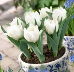 sakura様 リクエスト 2点 まとめ商品