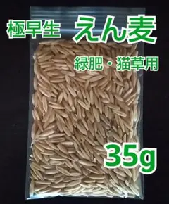 令和8年用 天のつぶ 種もみ 350g - メルカリ