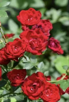 ちぃちゃん様 リクエスト 2点 まとめ商品