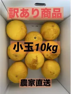 高知県産土佐文旦訳あり商品(小玉)9.5kg