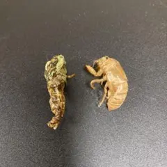 2026年最新】蝉の抜け殻の人気アイテム - メルカリ