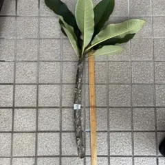 プルメリア 挿し木用 枝 3本セット - メルカリ