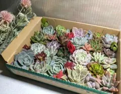 多肉植物　大きめ綺麗なカット苗　お値段そのまま増量お買い得パック