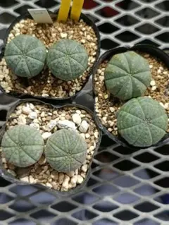 ハク＆マシロ様 リクエスト 2点 まとめ商品